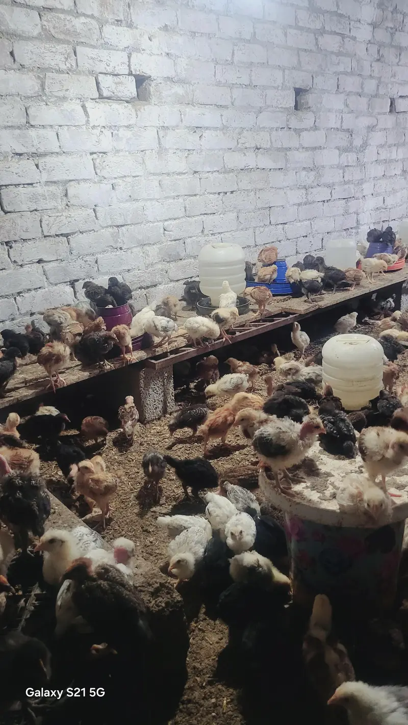 27 days old vaccinated chicks for sale — photo 10