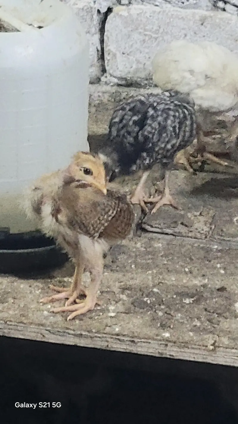 27 days old vaccinated chicks for sale — photo 11