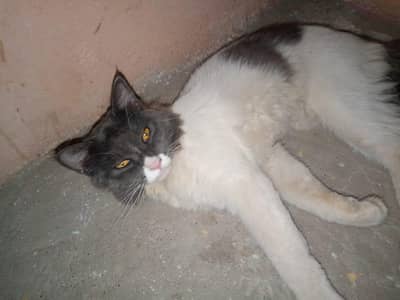cat Turkish Van