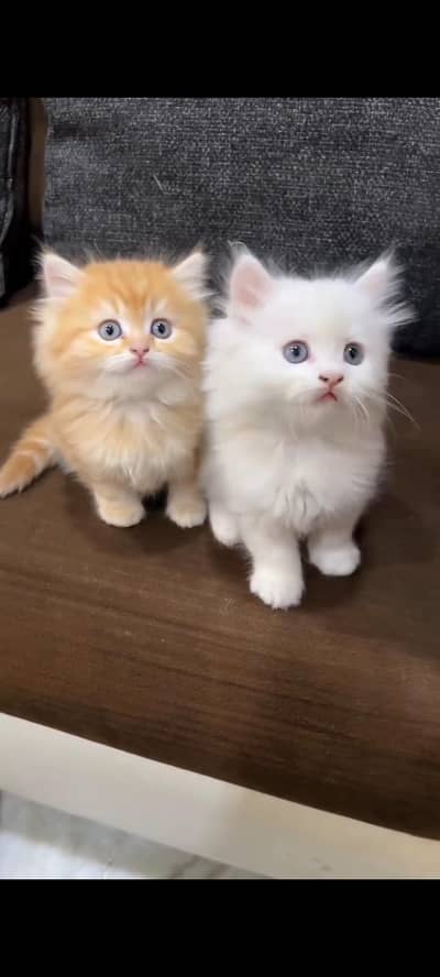 Persian kittens | triple coat | fluffy | 0327//64100//26