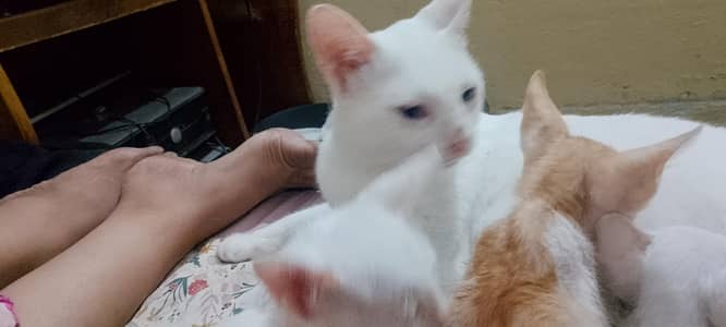 Hira cat with two cute white babies & one brown White