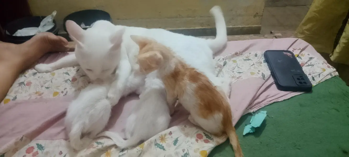 Two Females Hira cats with two cute white babie pair & two brown Pair — photo 2