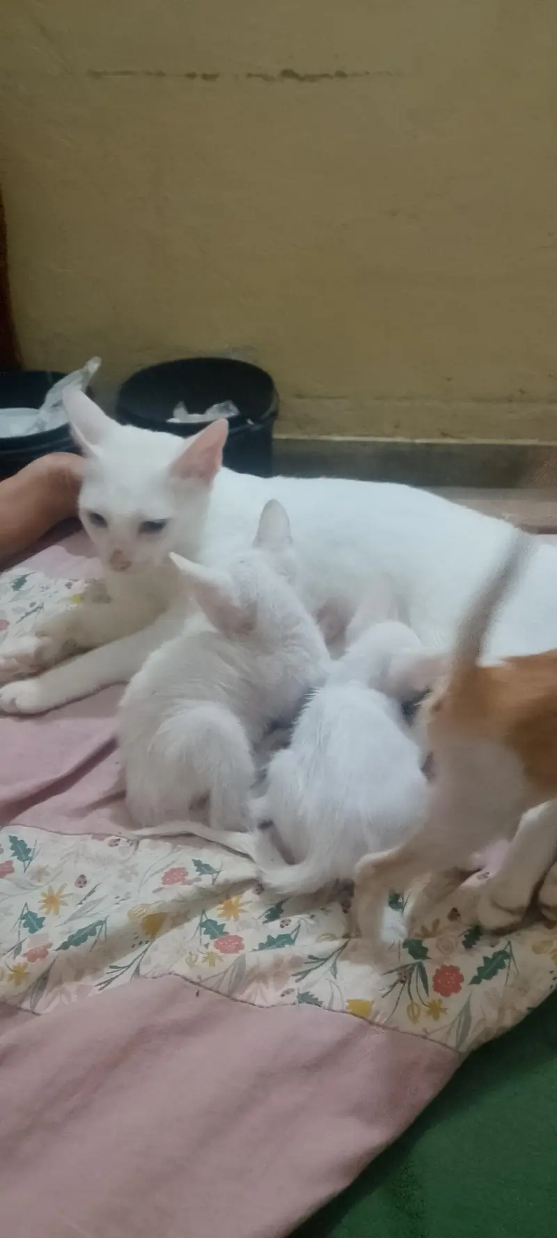Two Females Hira cats with two cute white babie pair & two brown Pair — photo 3