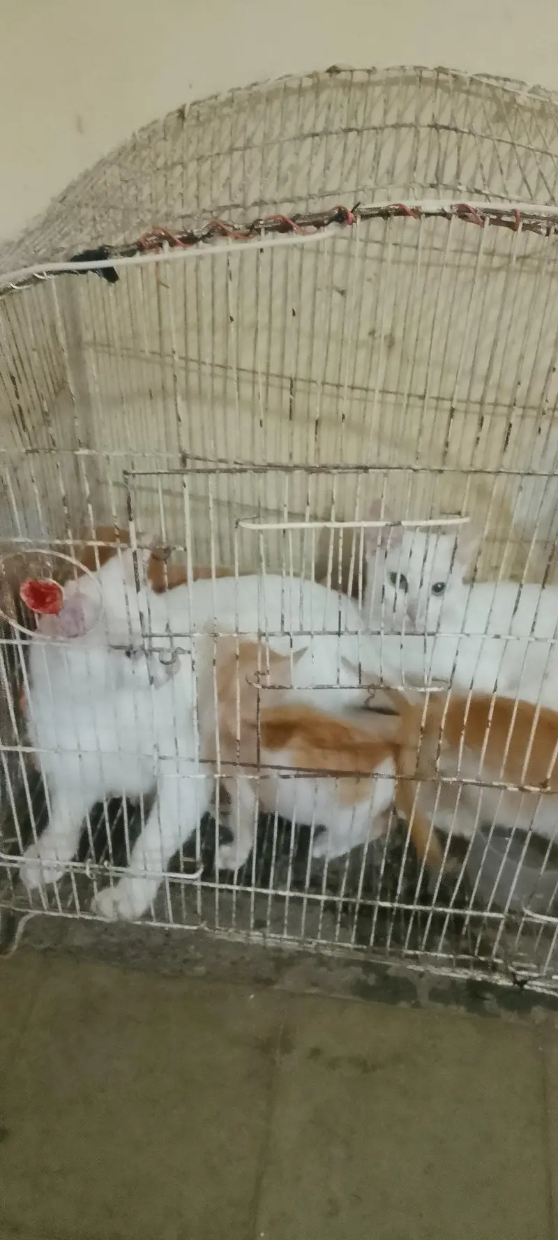 Two Females Hira cats with two cute white babie pair & two brown Pair — photo 4