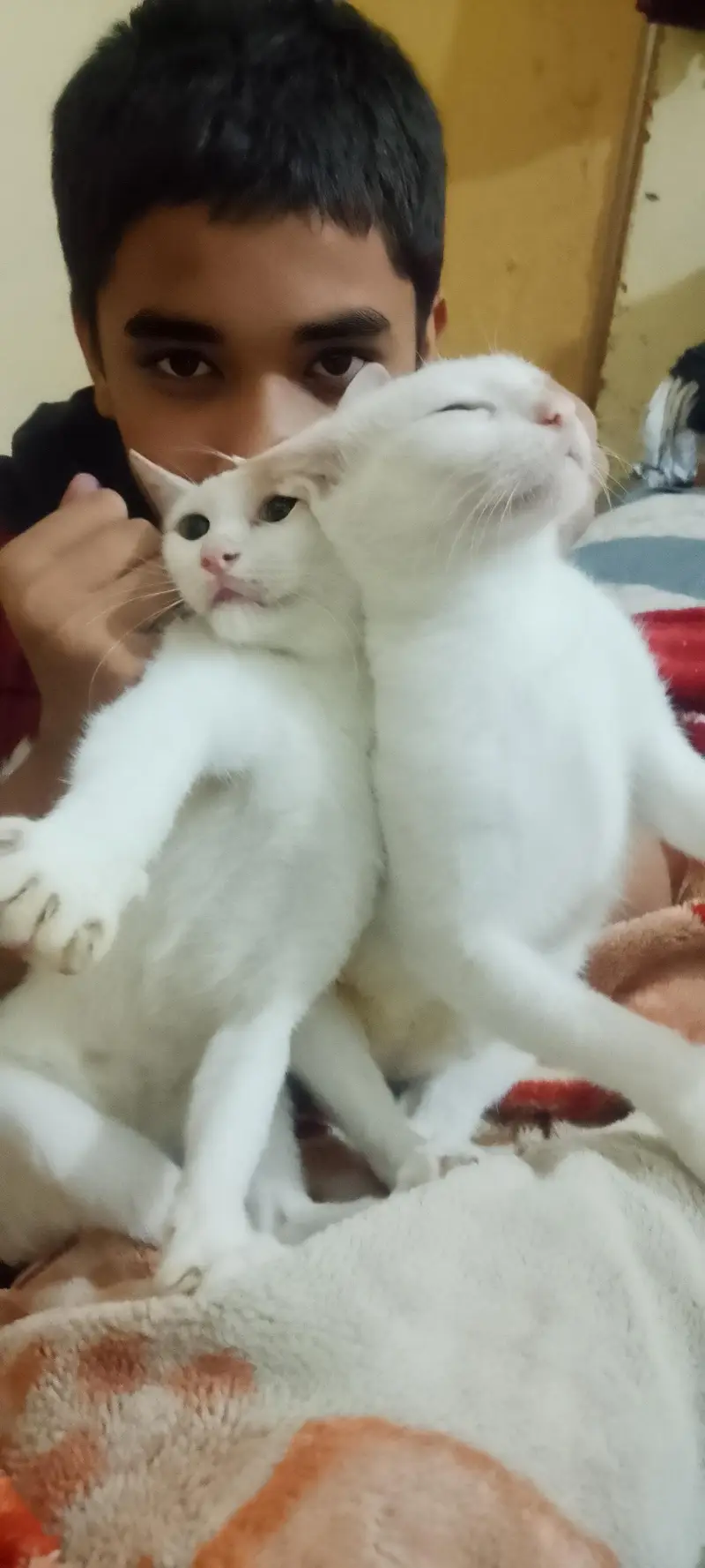 Two Females Hira cats with two cute white babie pair & two brown Pair — photo 5