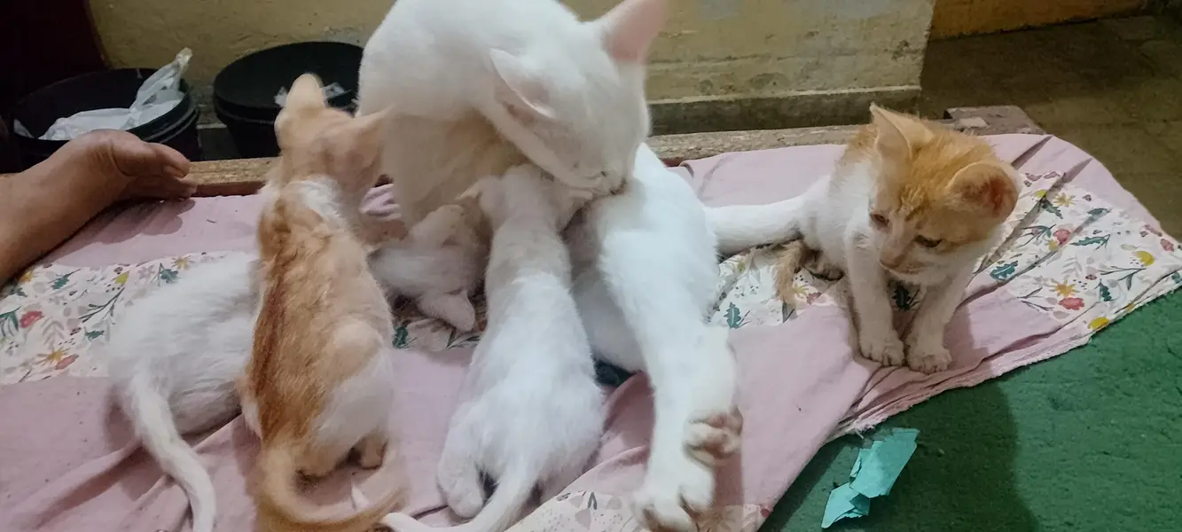 Two Females Hira cats with two cute white babie pair & two brown Pair — photo 6