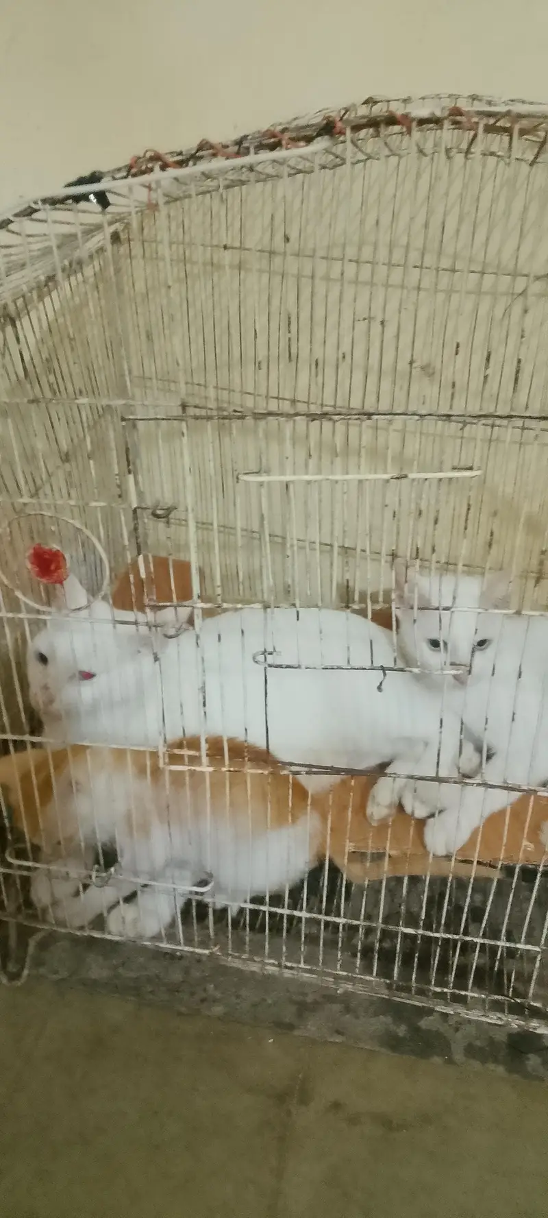 Two Females Hira cats with two cute white babie pair & two brown Pair — photo 7
