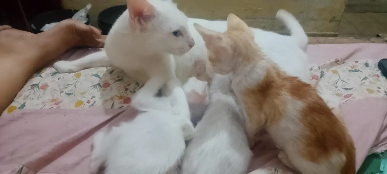 Two Females Hira cats with two cute white babie pair & two brown Pair — photo 8