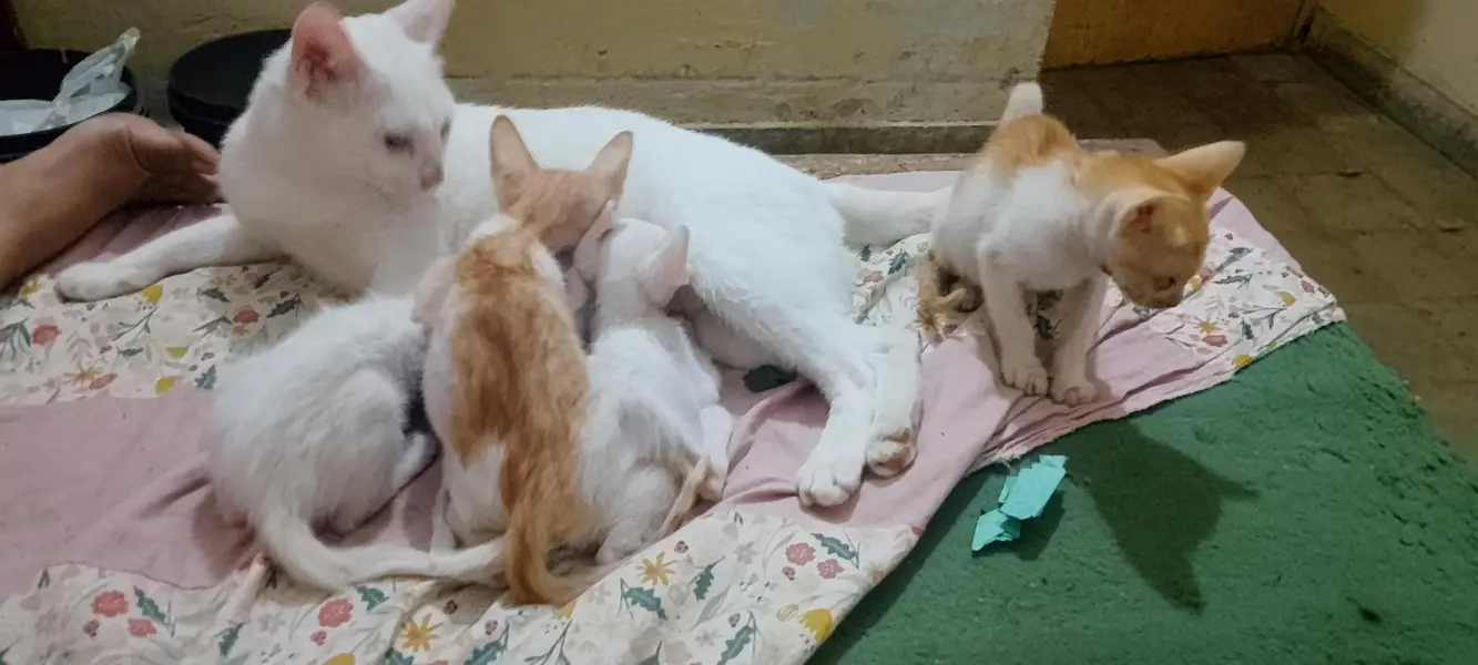 Two Females Hira cats with two cute white babie pair & two brown Pair — photo 9