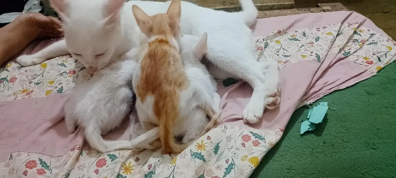 Two Females Hira cats with two cute white babie pair & two brown Pair — photo 10