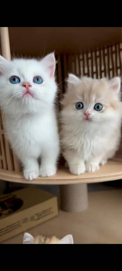 Persian kittens | triple coat | fluffy | 0327//64100//26
