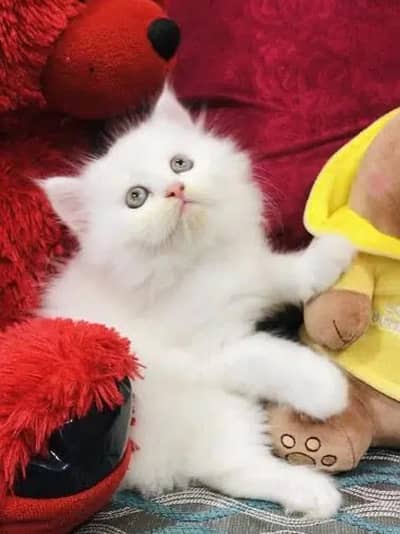 Persian kittens | triple coat | fluffy | 0327//64100//26
