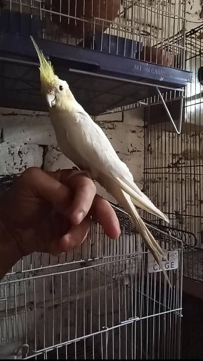 Cocktail Red Eyes Hand tamed (0 bite guarantee)
