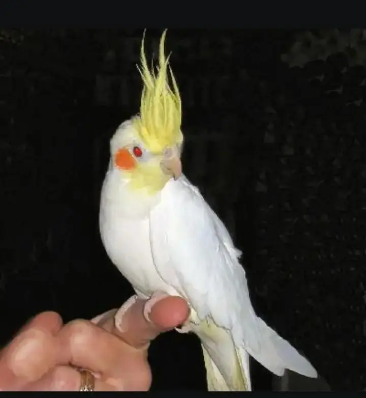 Cocktail Red Eyes Hand tamed (0 bite guarantee) — photo 2