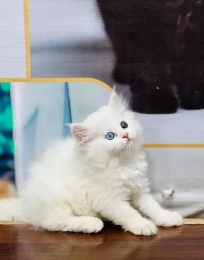 Persian kittens | triple coat | fluffy | 0327//64100//26