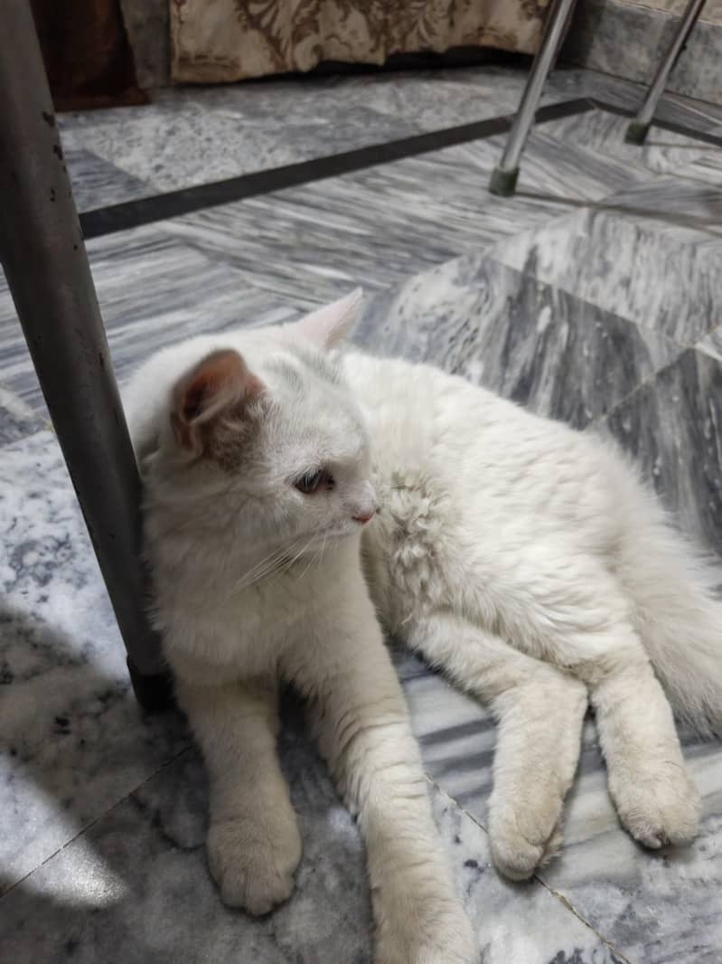 Russian cat 0