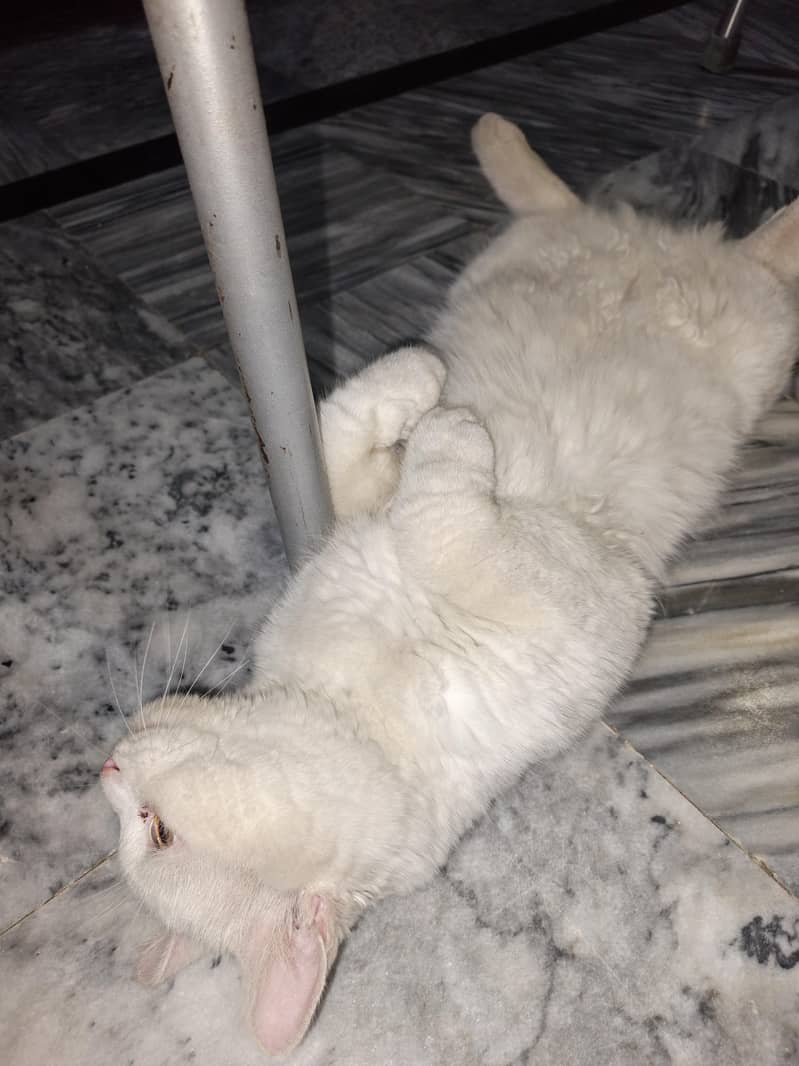 Russian cat 1