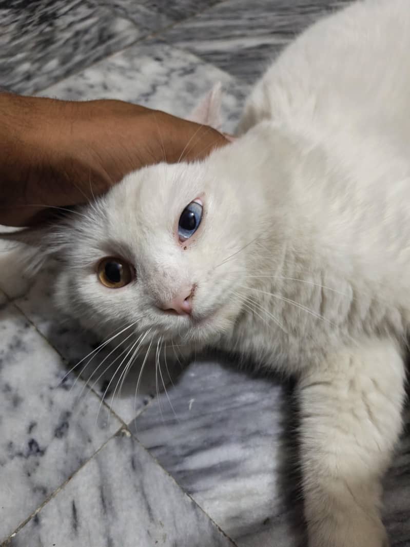 Russian cat 2