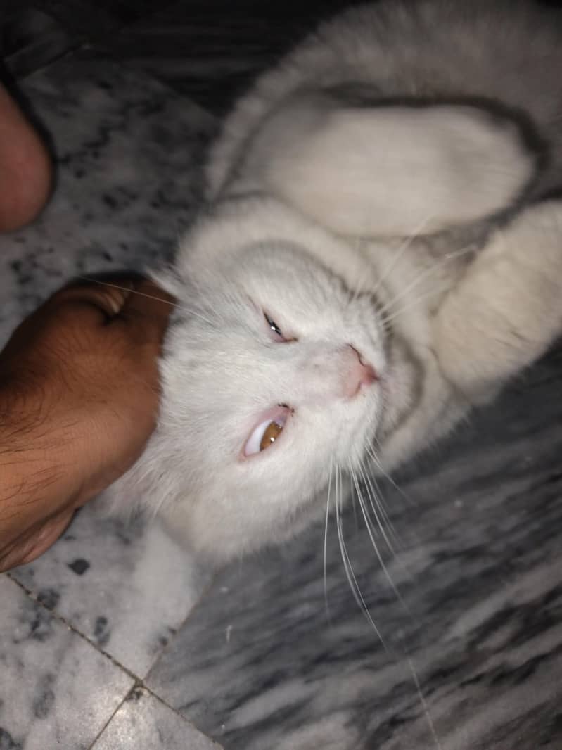 Russian cat 3