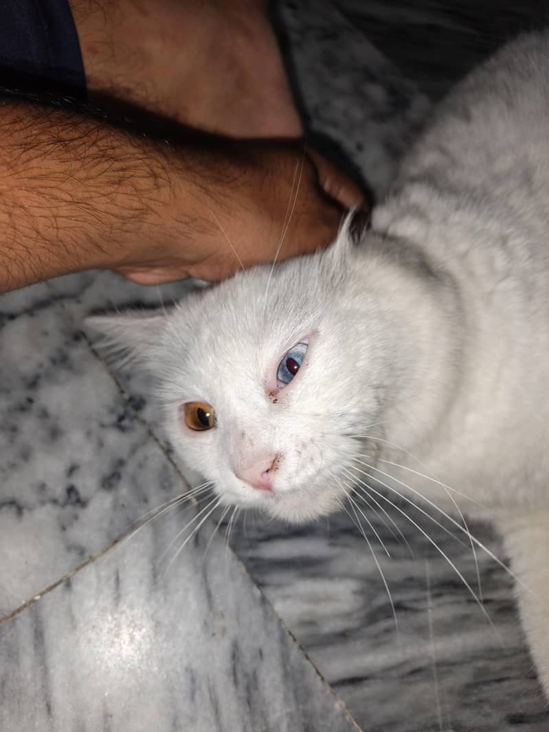 Russian cat 4