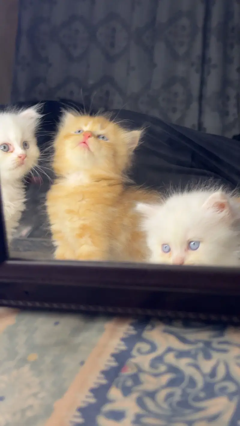Persian kittens — photo 2