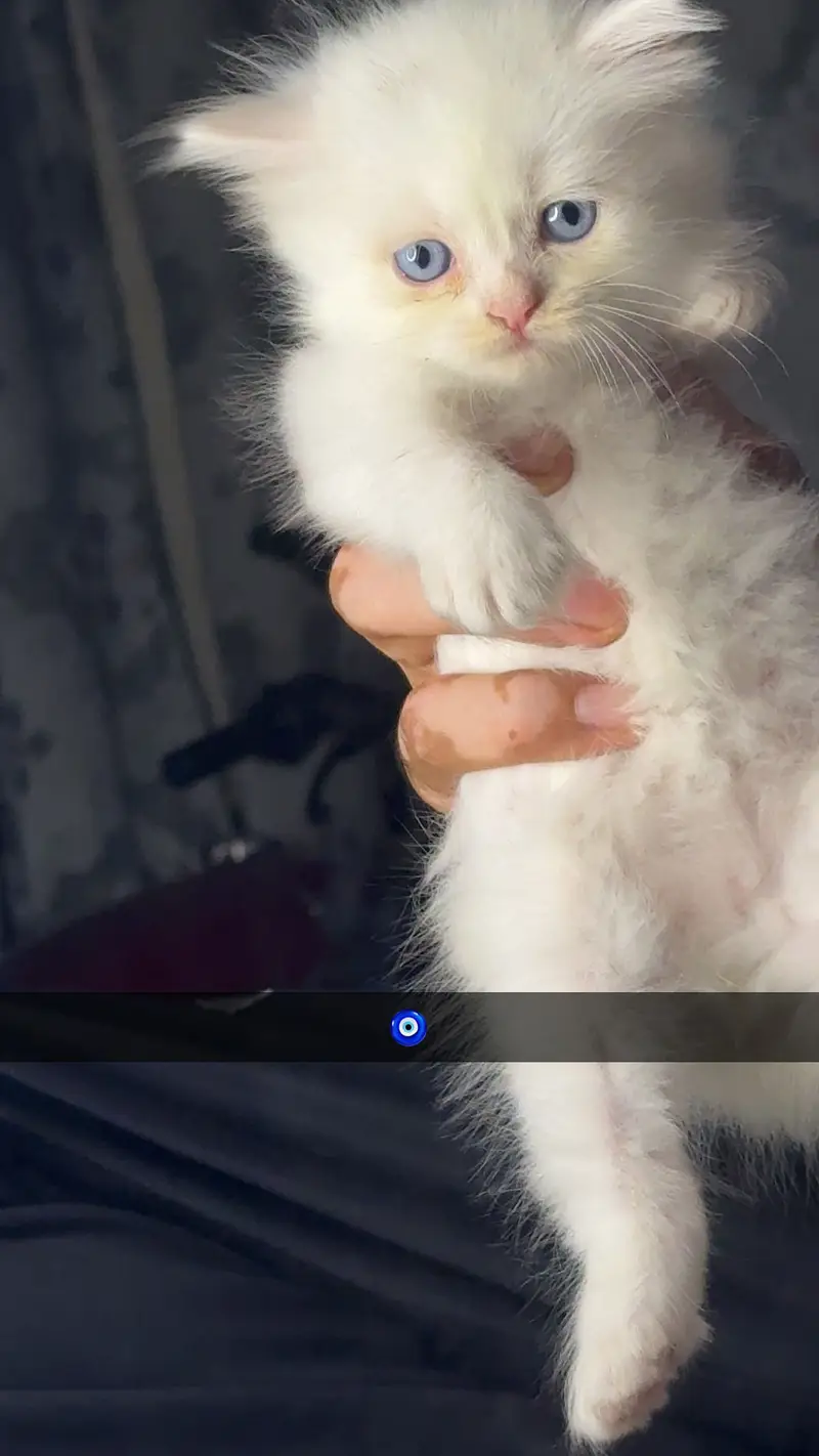 Persian kittens — photo 3