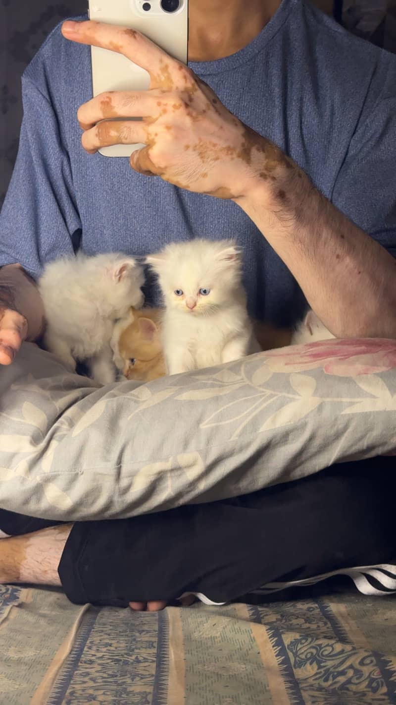 Persian kittens 3