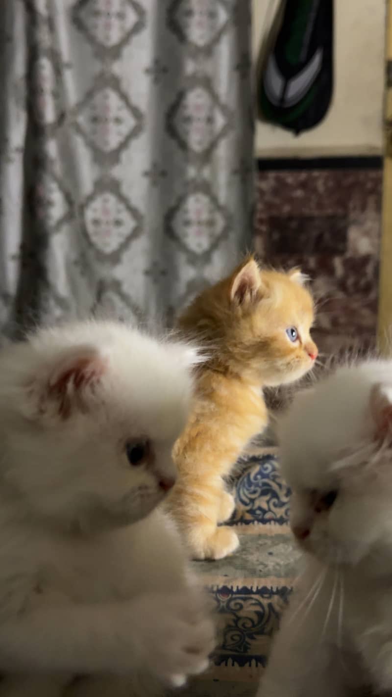 Persian kittens 0