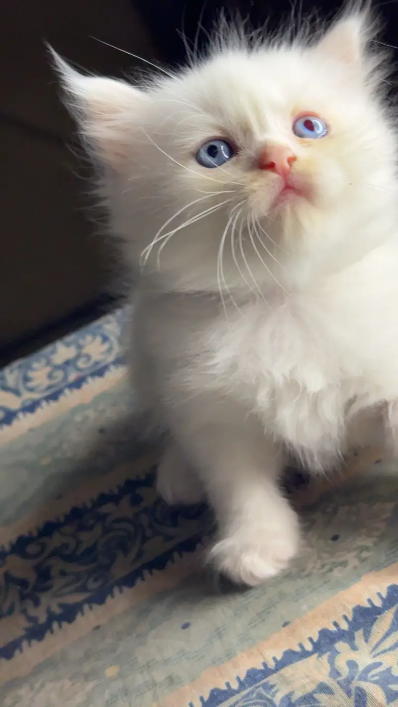 Persian kittens — photo 5