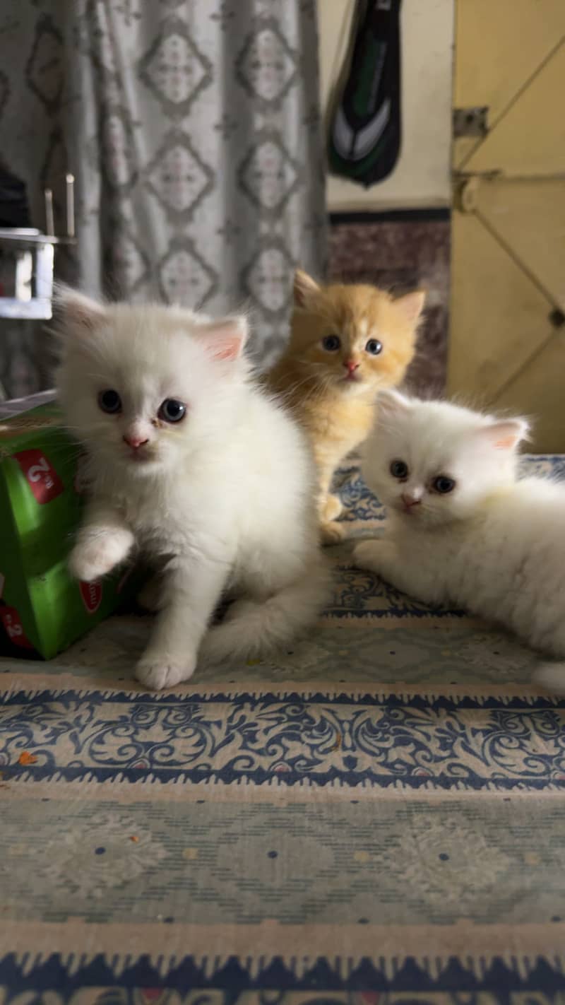 Persian kittens 5