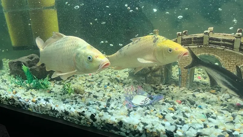 Koi fish — photo 2