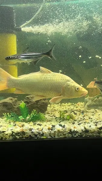Koi fish — photo 3