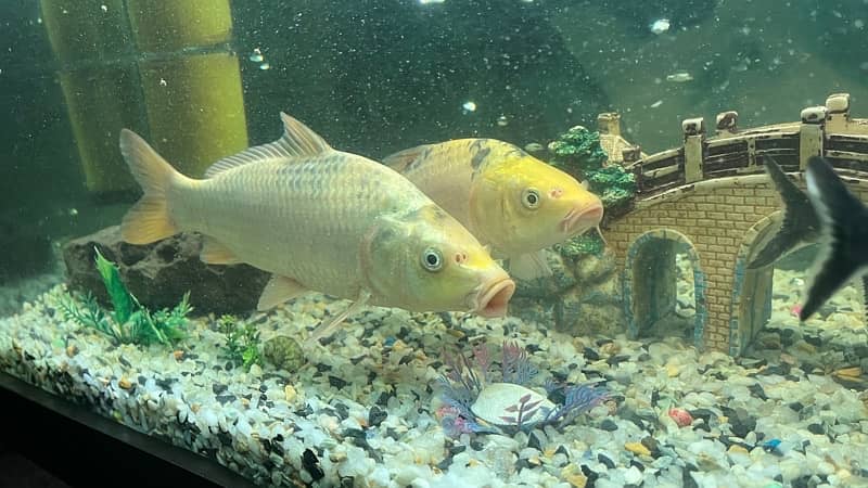 Koi fish 3