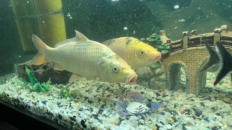 Koi fish — photo 4