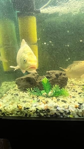 Koi fish 4