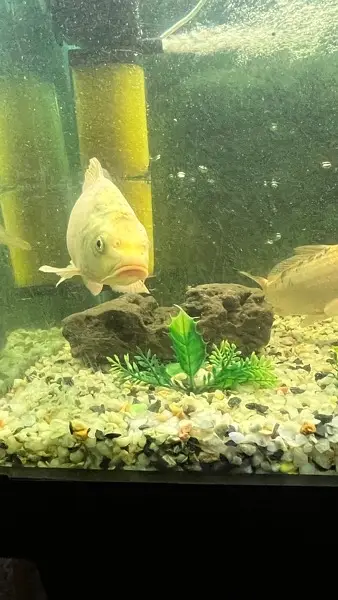 Koi fish — photo 5