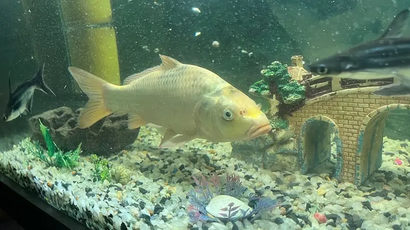 Koi fish — photo 6