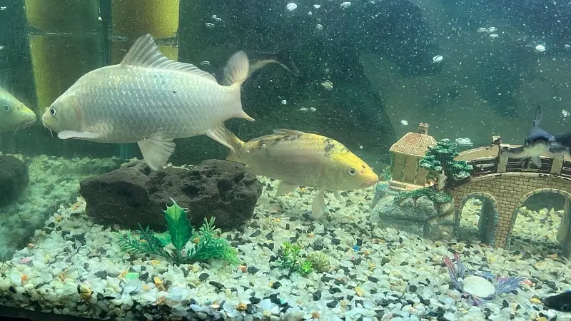 Koi fish — photo 8
