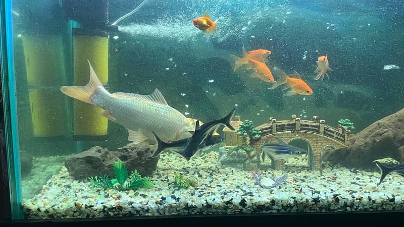 Koi fish 8