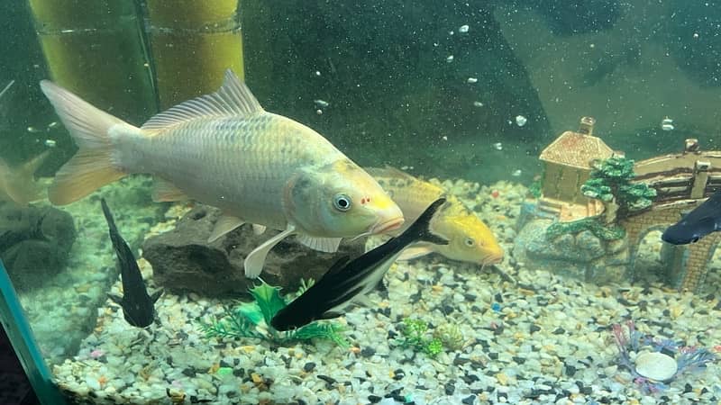 Koi fish 9
