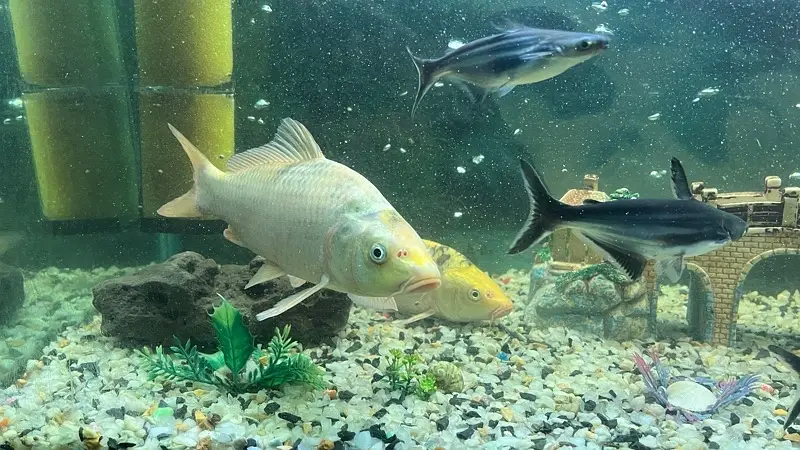 Koi fish — photo 11