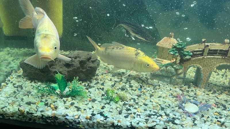 Koi fish 11