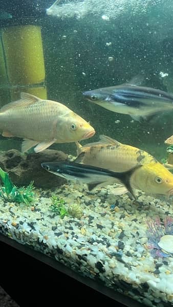 Koi fish 14
