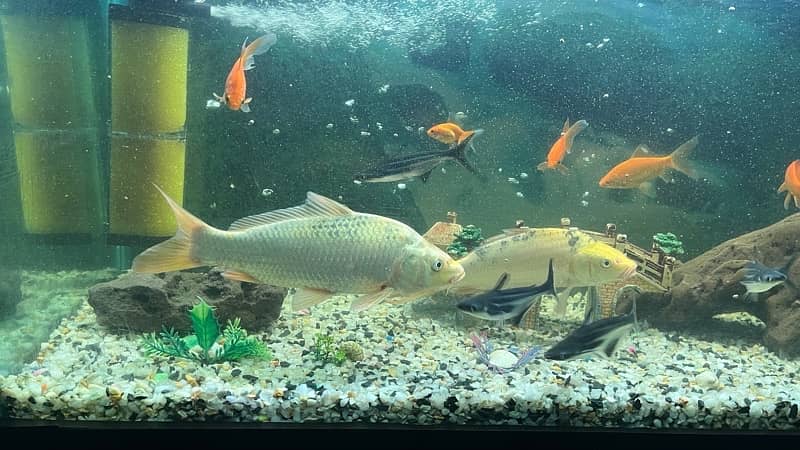 Koi fish 15