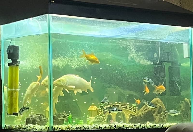 Koi fish 16