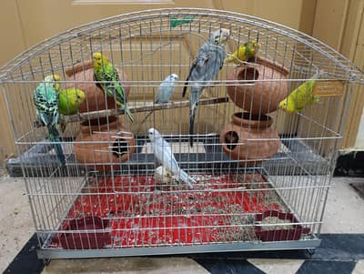 Budgies 4 Pairs along with Cage