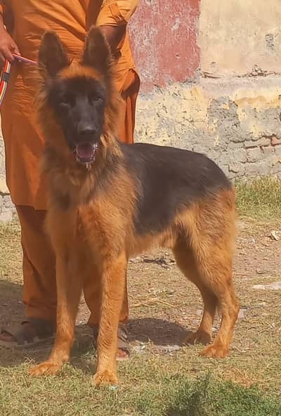 pure Belgium shepherd male top quality important blood line