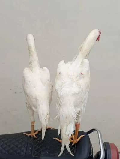 Hira Shamu aseel pair for sale only WhatsApp number 03268750738