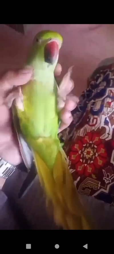 mashallah tamed and talking female. talking video available