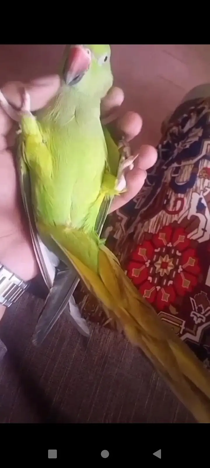 mashallah tamed and talking female. talking video available — photo 2